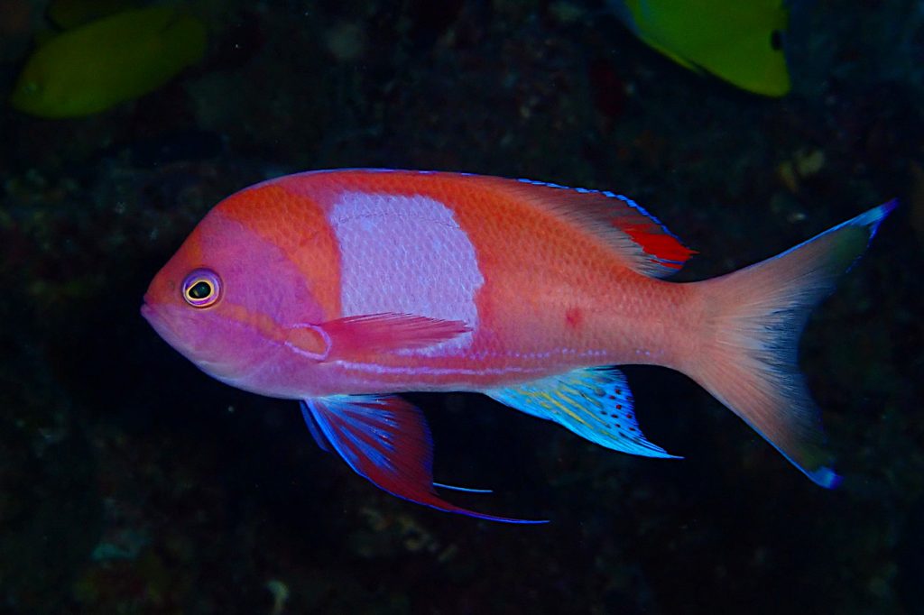 スミレナガハナダイ