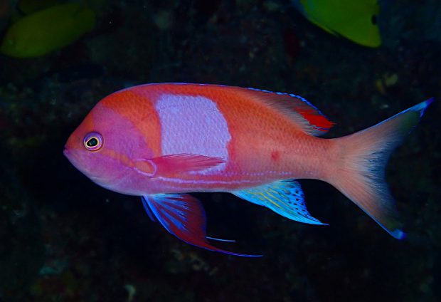 スミレナガハナダイ