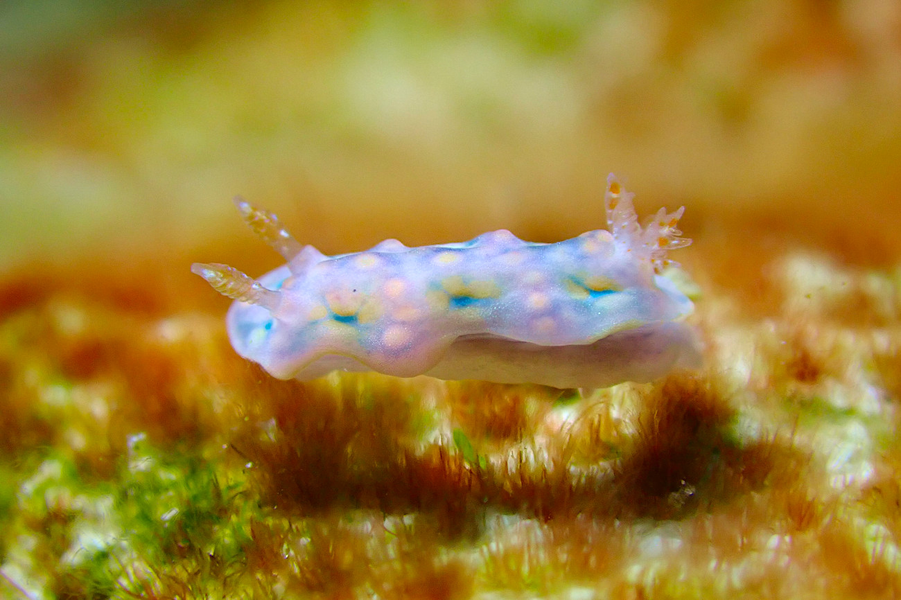 ヨセナミウミウシ