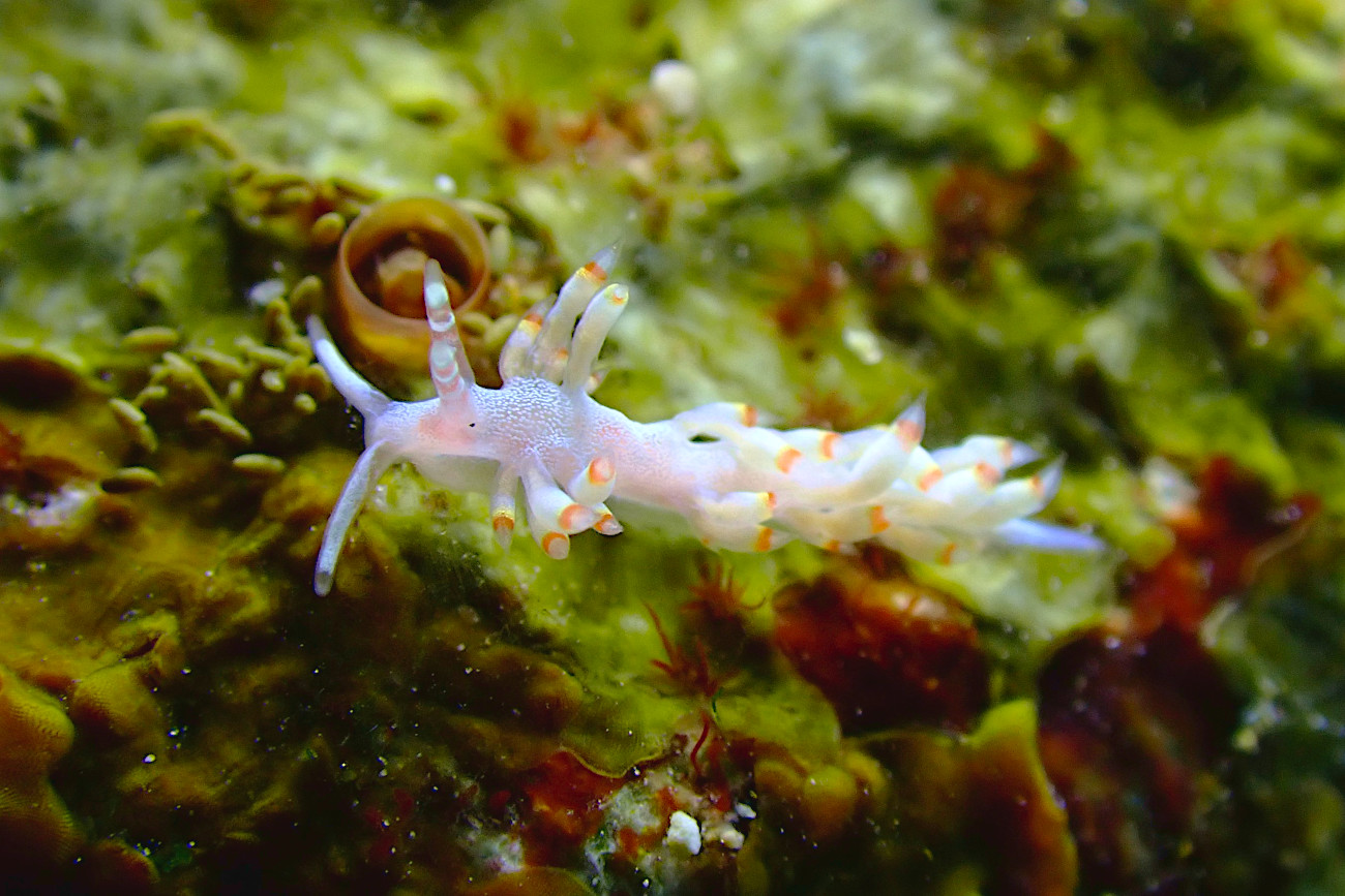 ザマミミノウミウシ