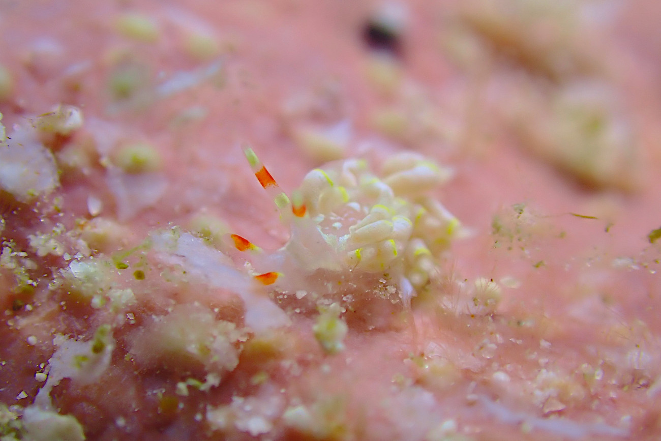 キイロワミノウミウシ