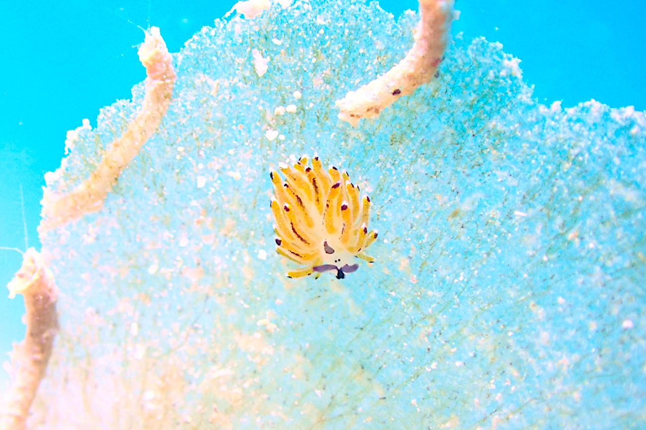 イリオモテモウミウシ