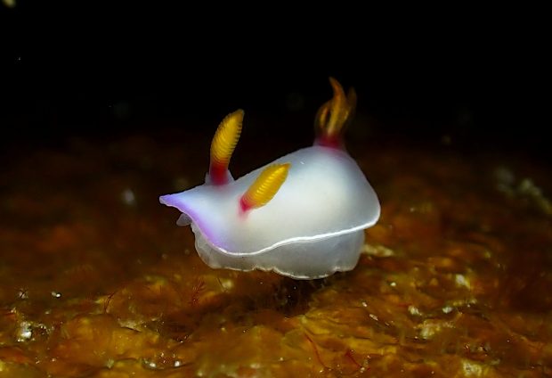 ゾウゲイロウミウシ