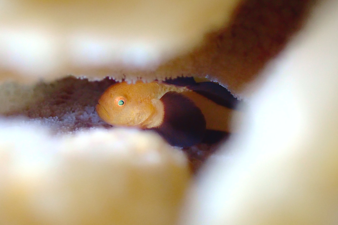 パンダダルマハゼ