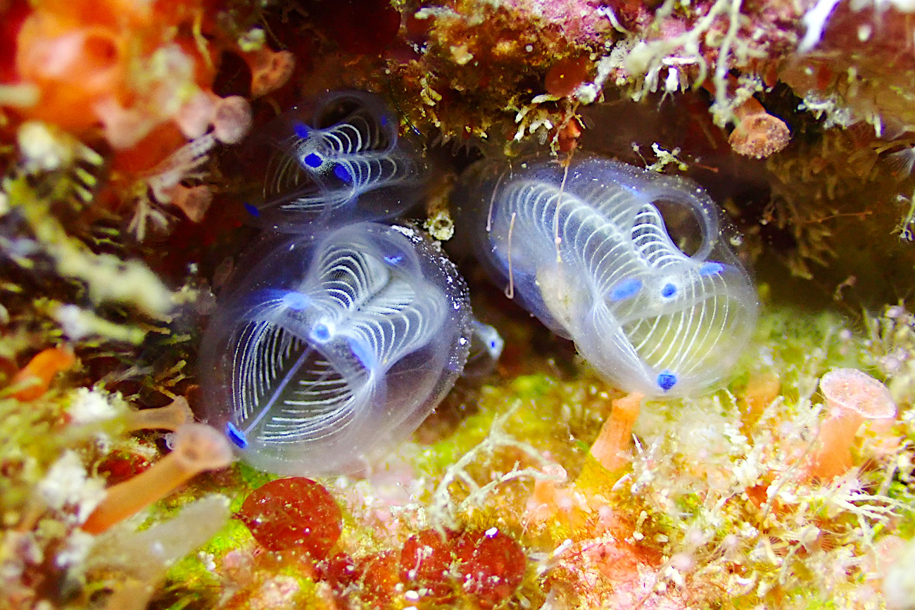 青いガイコツパンダホヤ