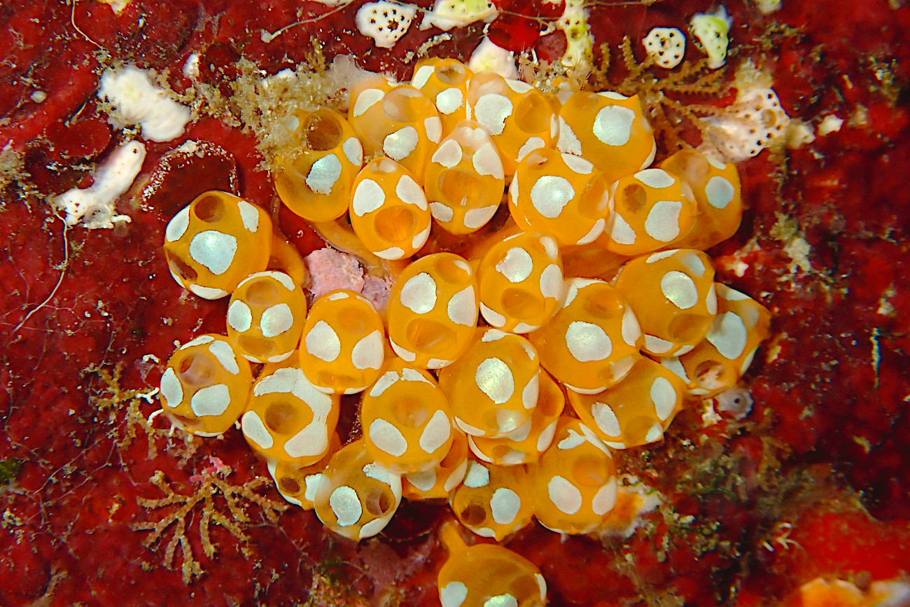 ウルトラマンホヤ