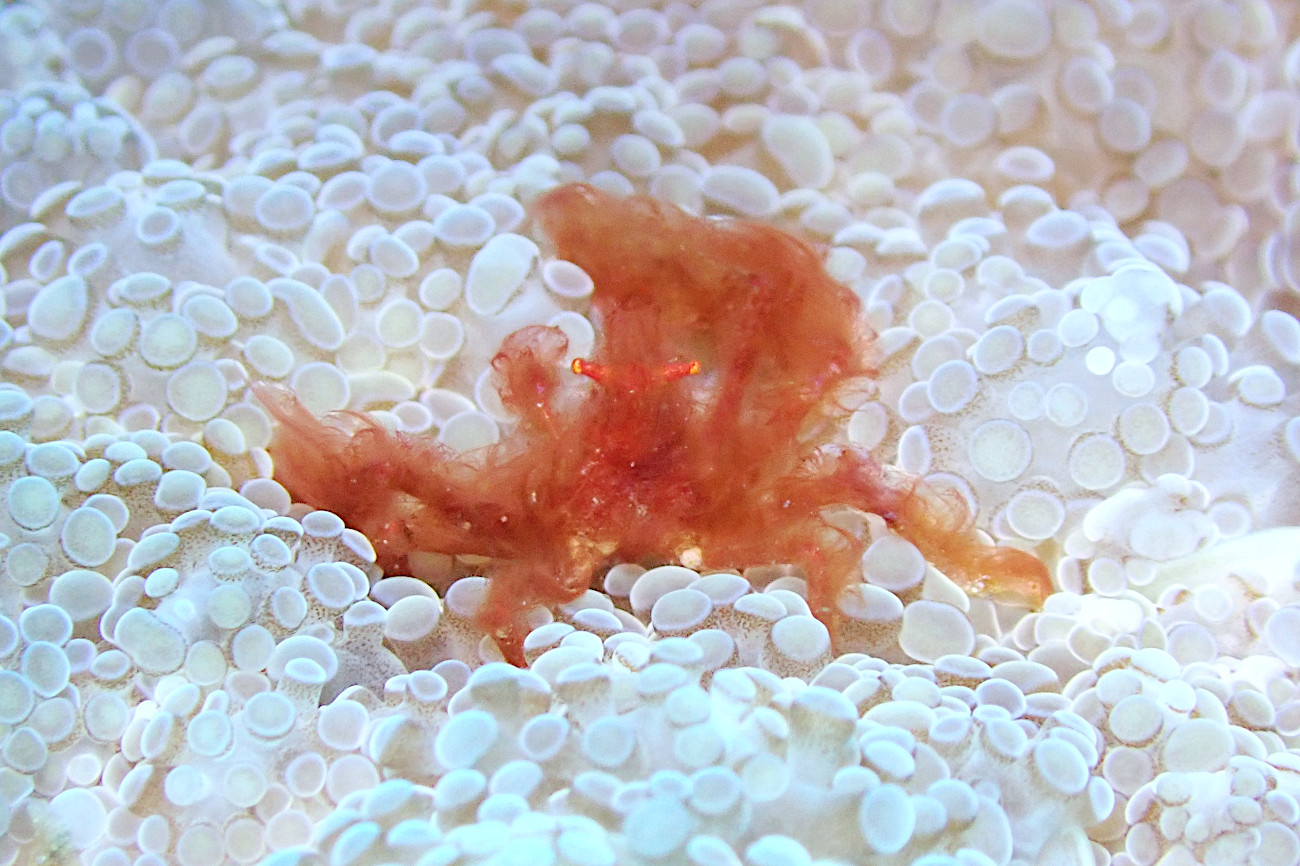 オランウータンクラブ