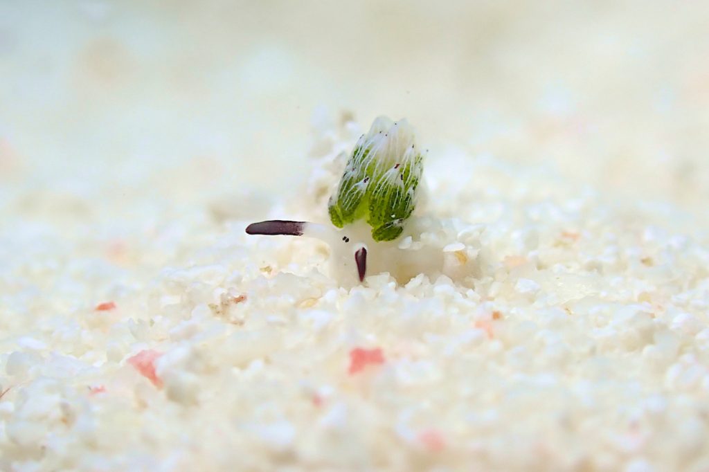 ウサギモウミウシ