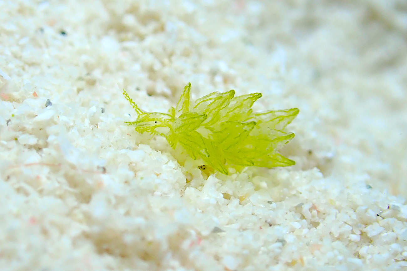 ウスミドリモウミウシ