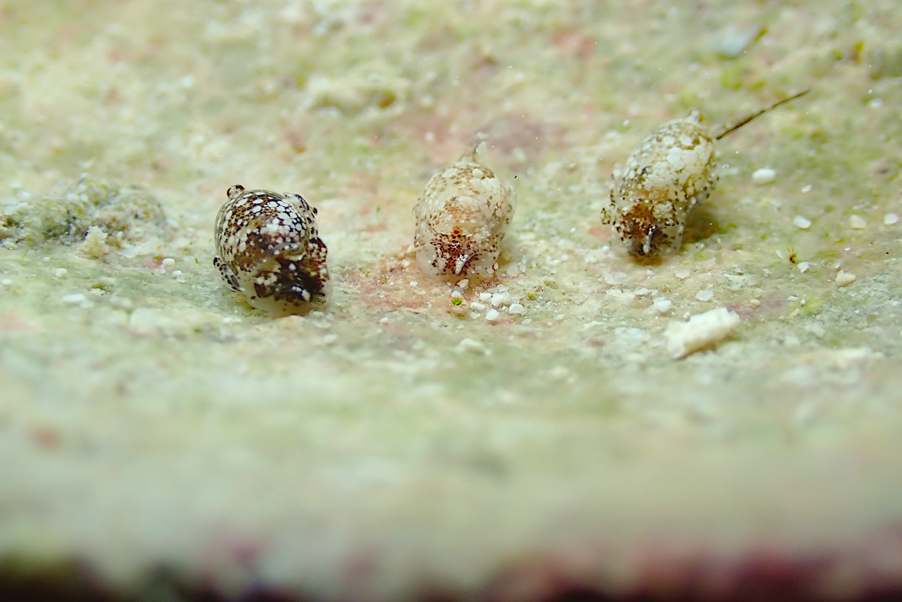 オナガブドウガイ