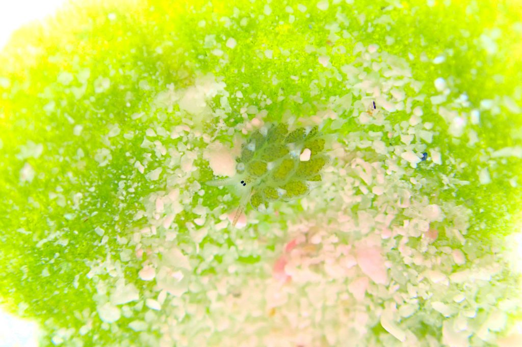 クサイロモウミウシ