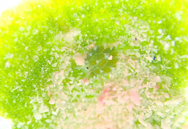 クサイロモウミウシ