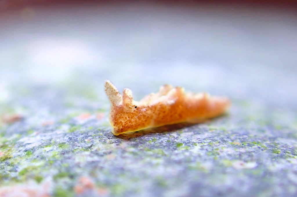 チャイロミドリガイ