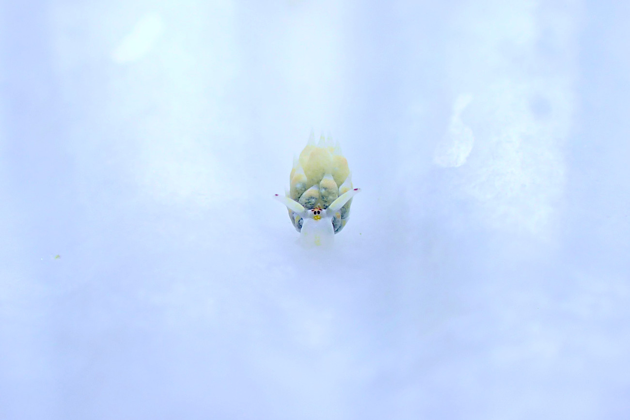 コスタシエッラ・ベガエ