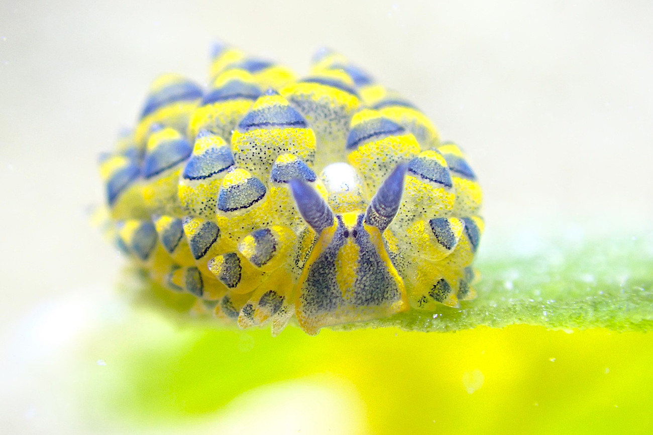 ミナミアオモウミウシ