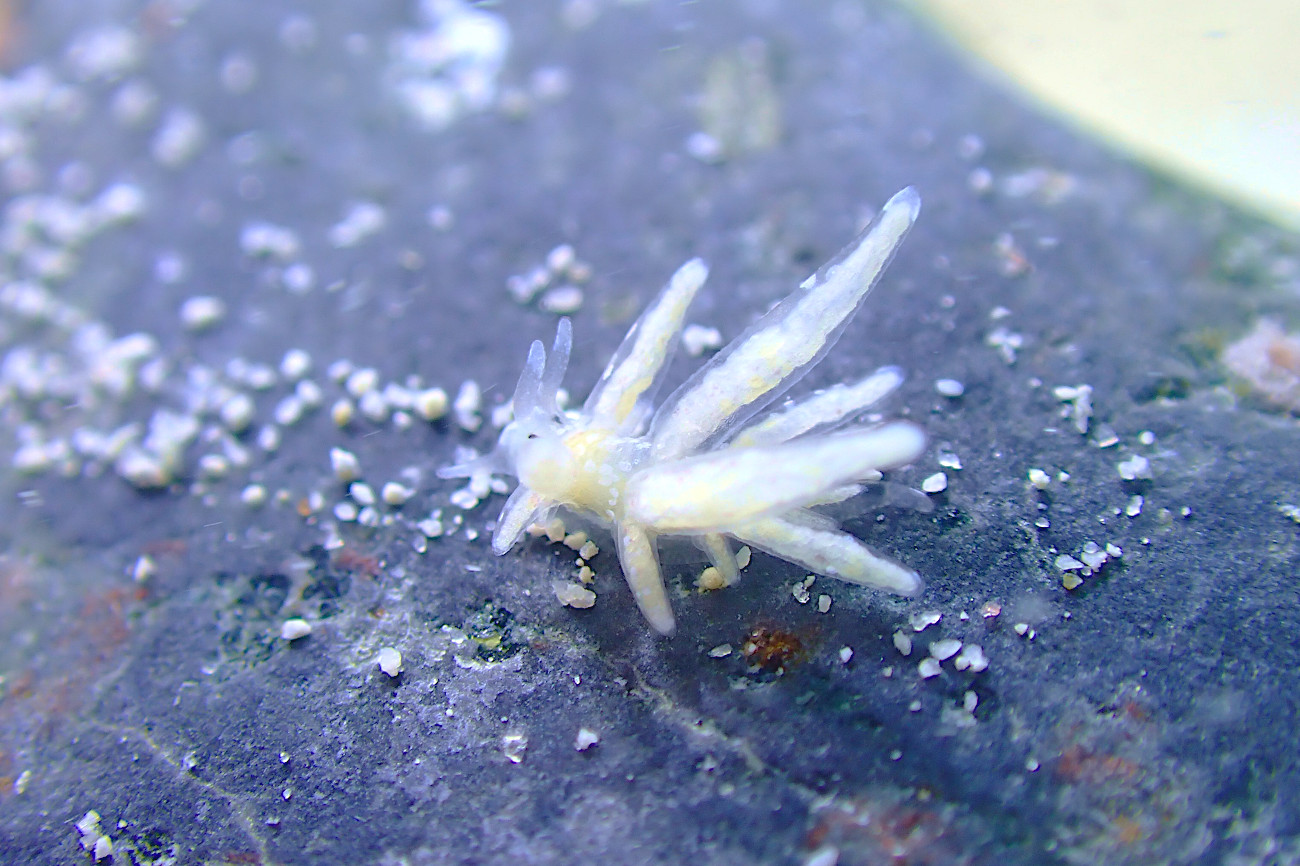 トモエミノウミウシ属の一種3