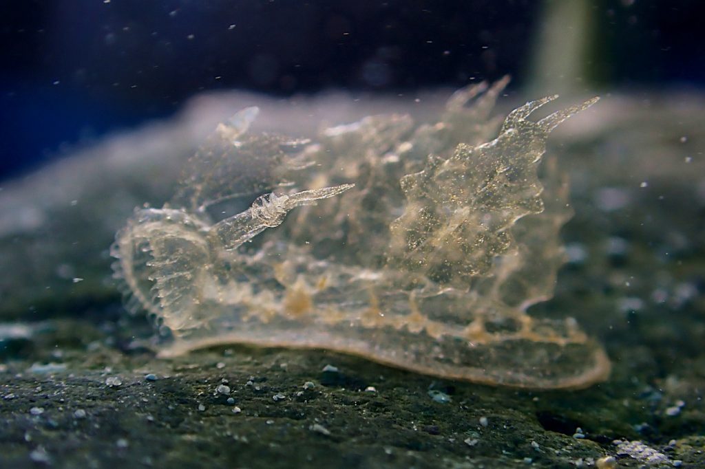 マツゲメリベウミウシ