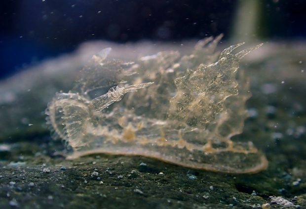 マツゲメリベウミウシ