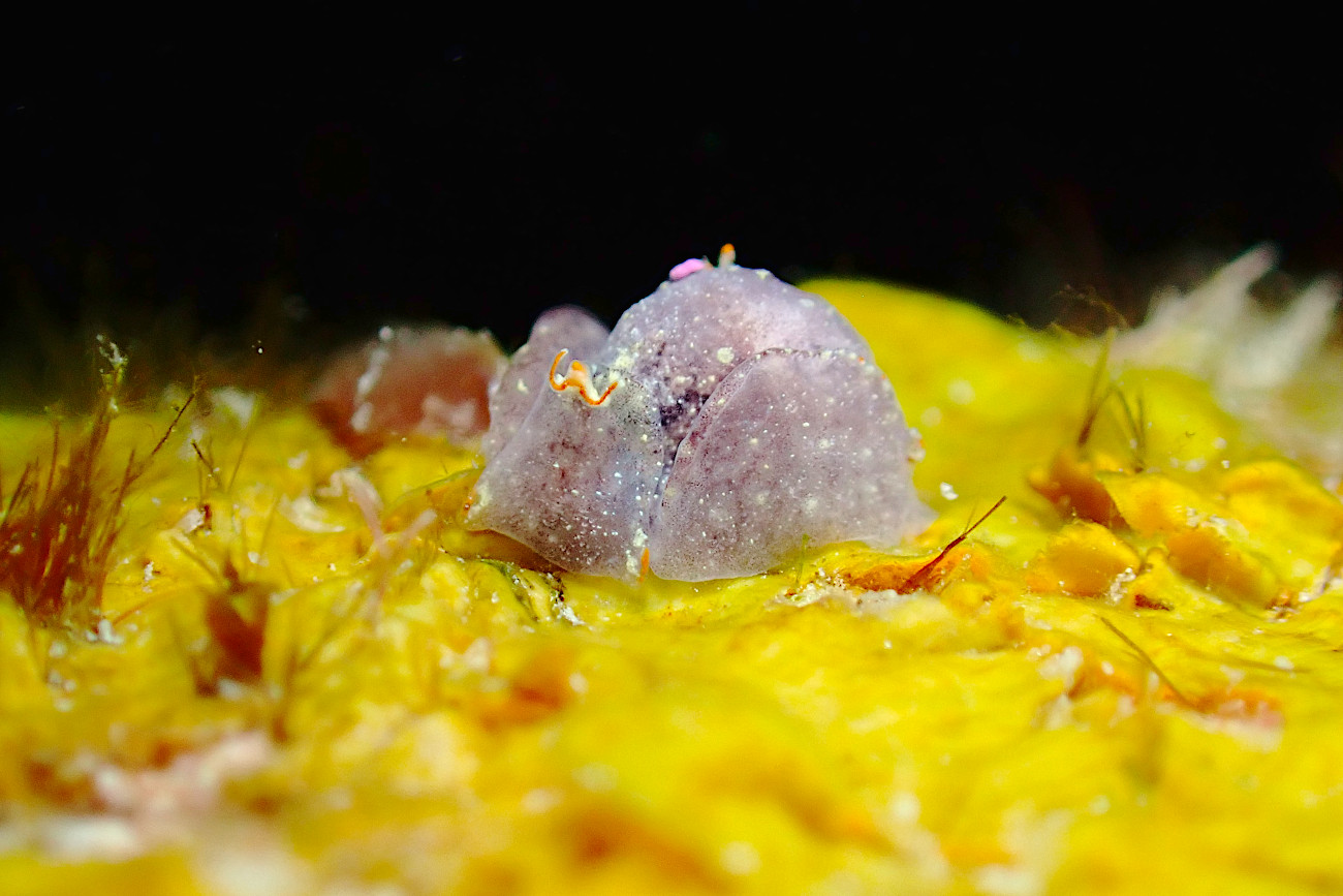 コンニャクウミコチョウ