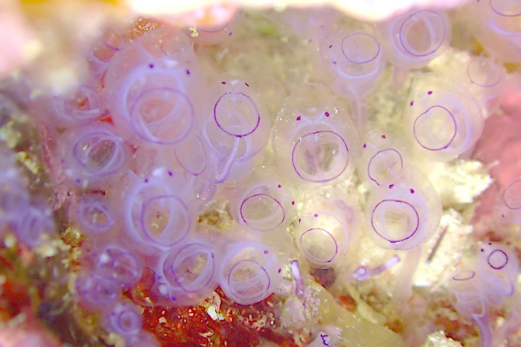 カールオジサンホヤ