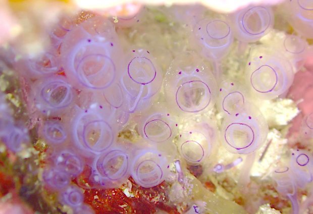 カールオジサンホヤ