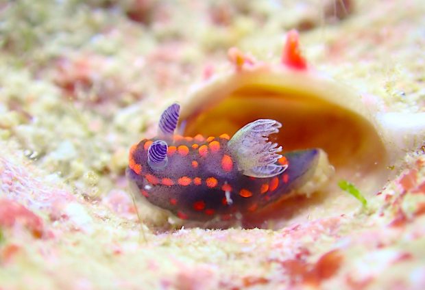 ベニゴマリュウグウウミウシ