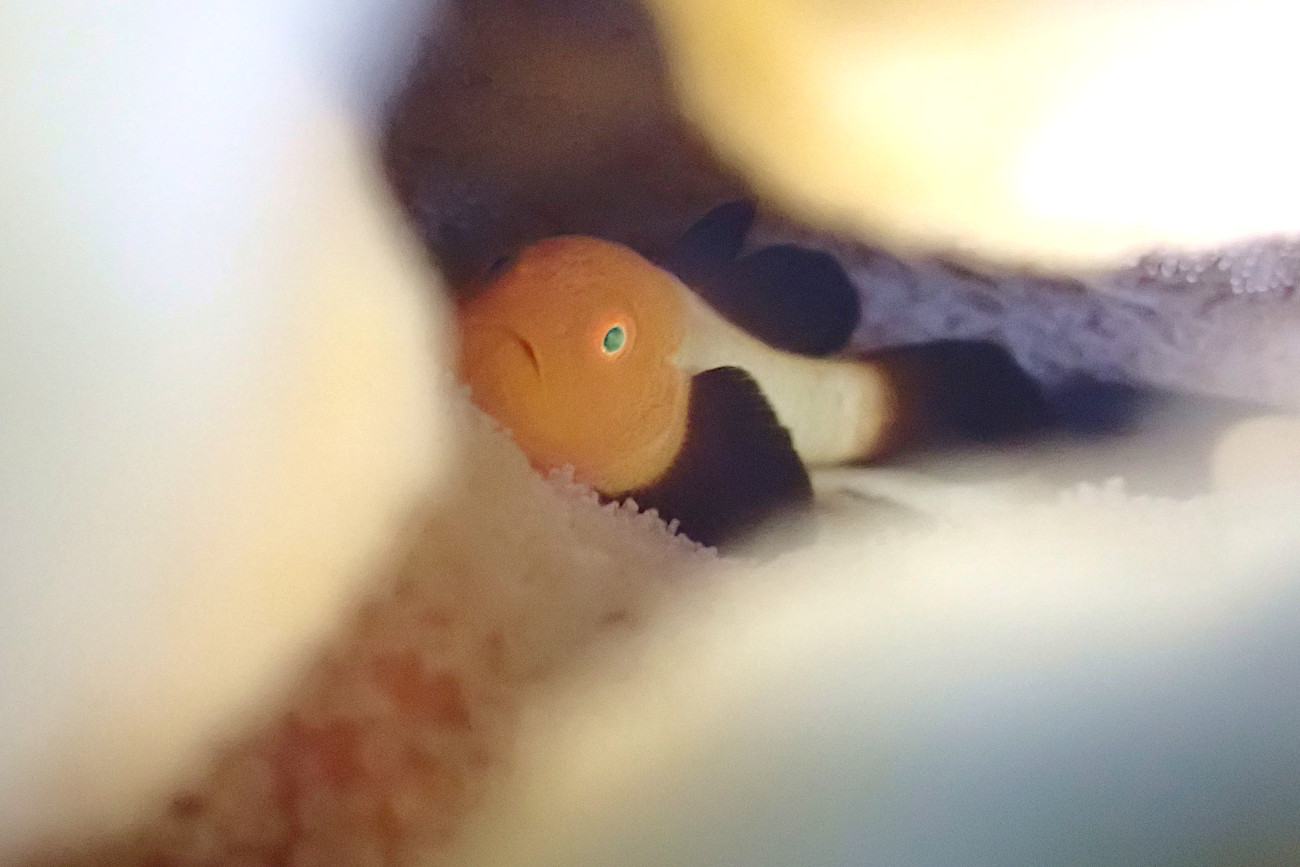 パンダダルマハゼ