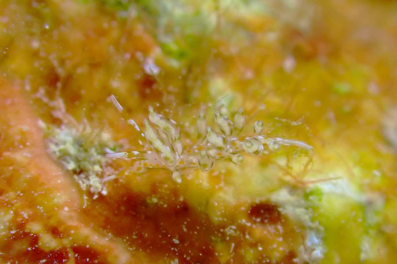 ヒョウタンミノウミウシ?