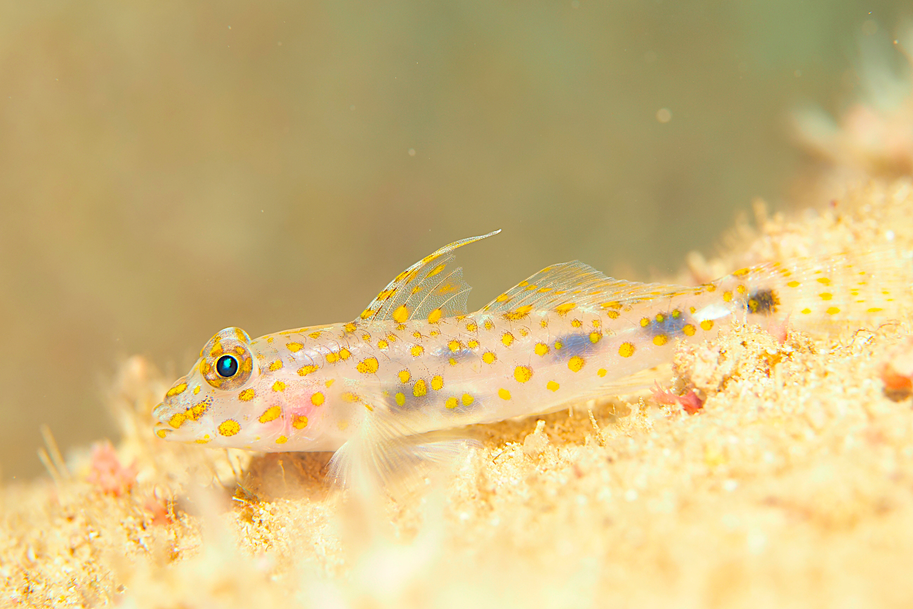 ハタタテサンカクハゼ