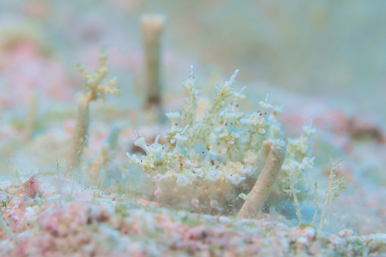 ハナサキコヤナギウミウシ