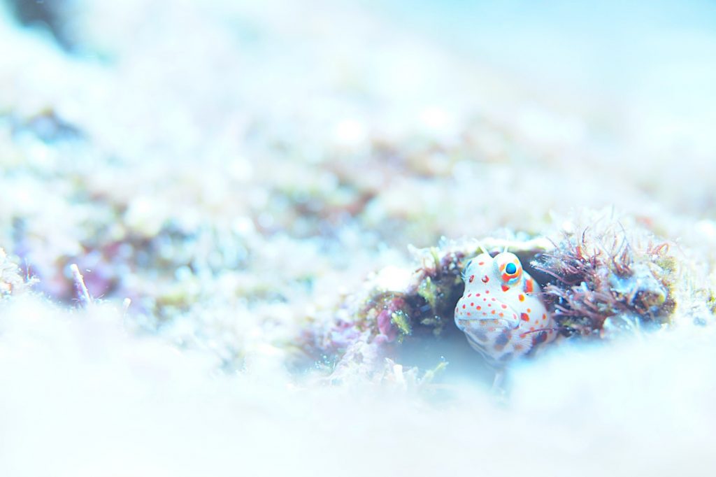 モンツキカエルウオ