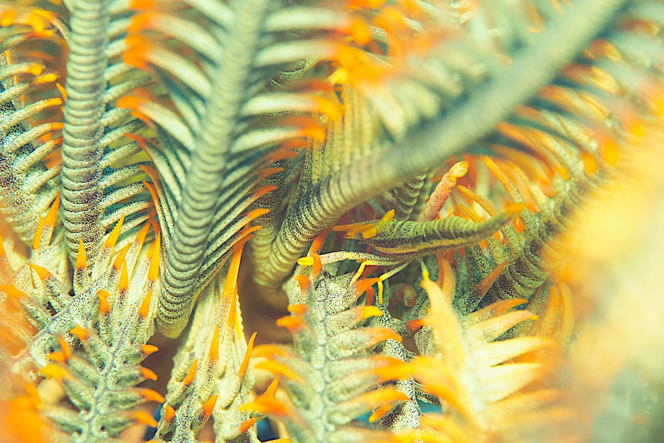 ラオメネス・クラークイ