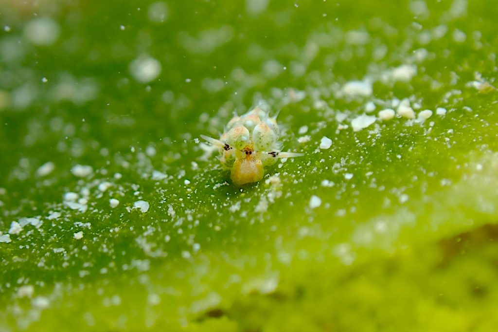 コスタシエラ・ルブロリネアタ