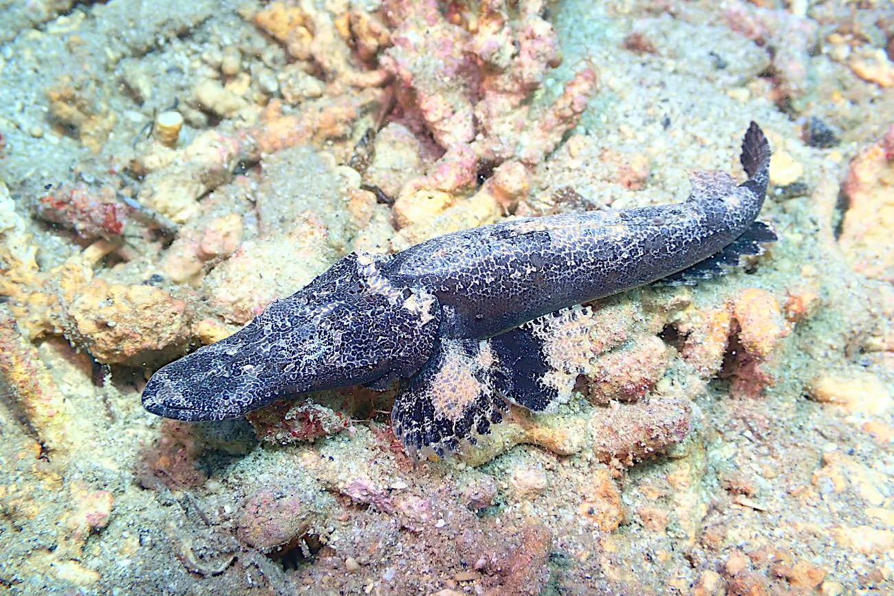 エンマゴチの幼魚