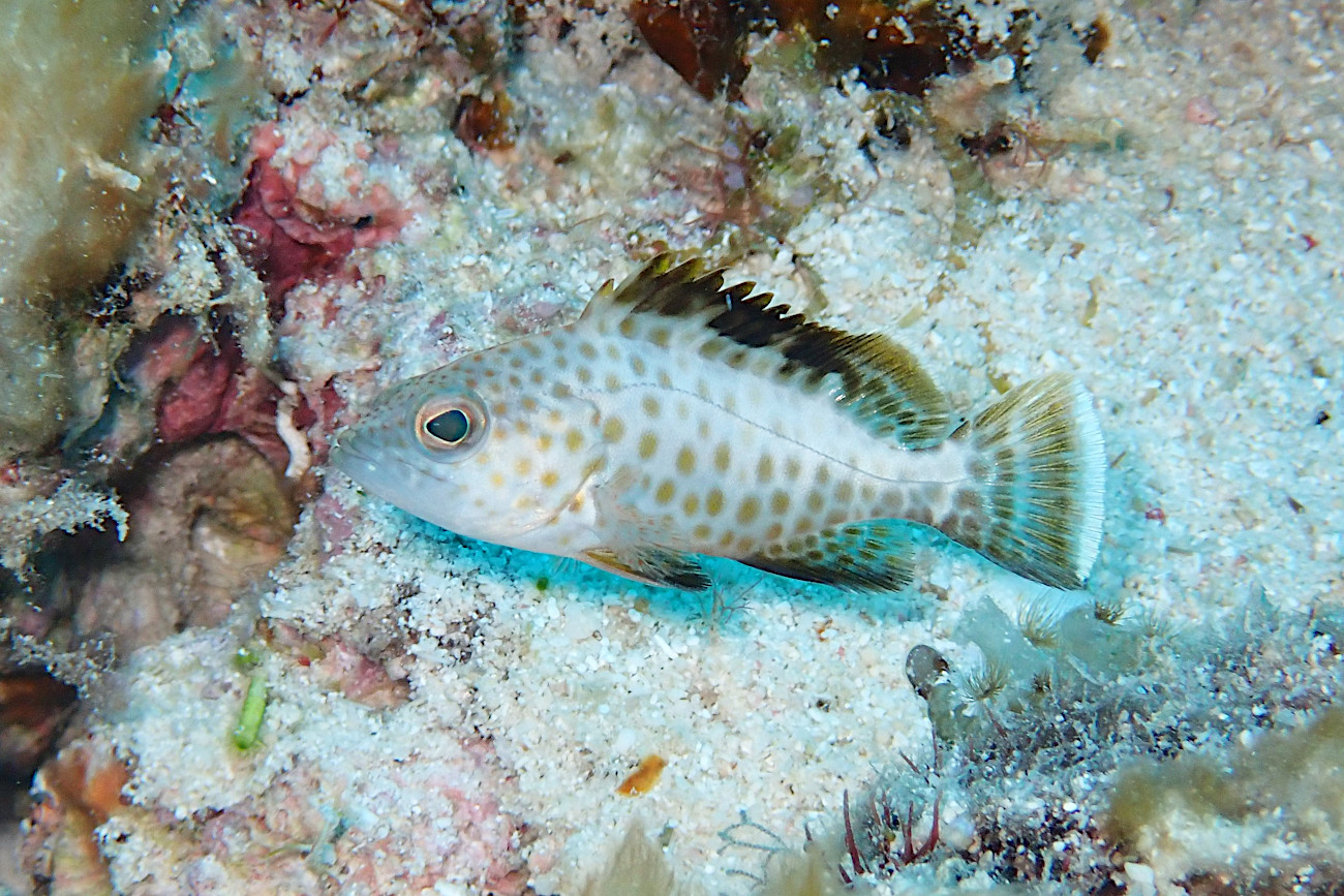 オオモンハタの幼魚