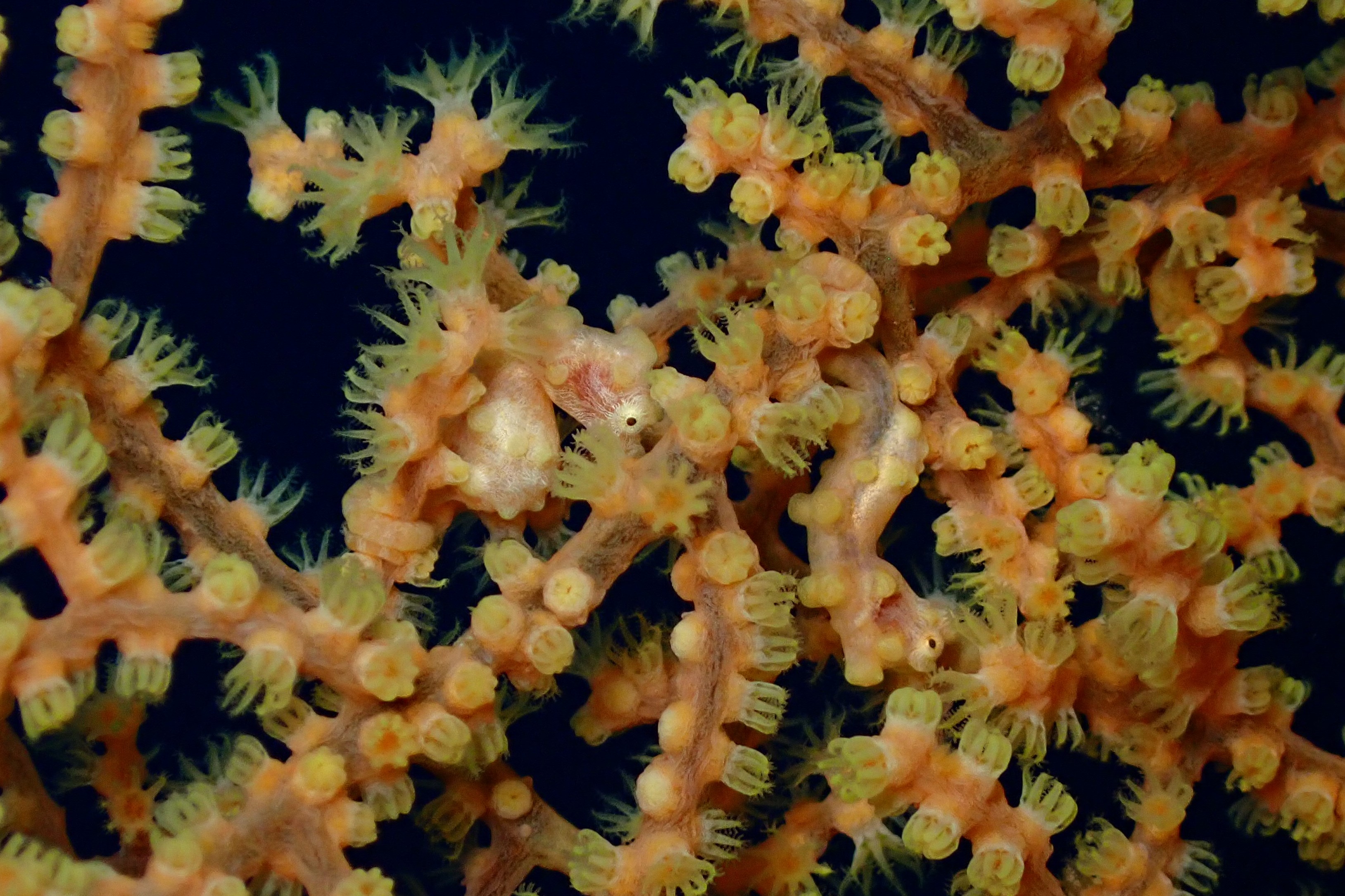 ピグミーシーホース