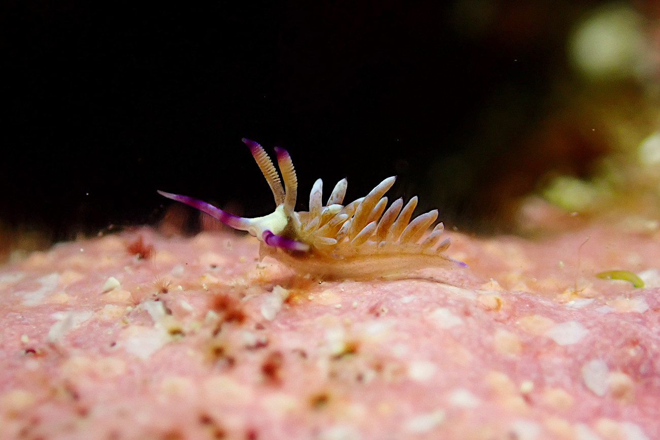 ムカデミノウミウシ幼体