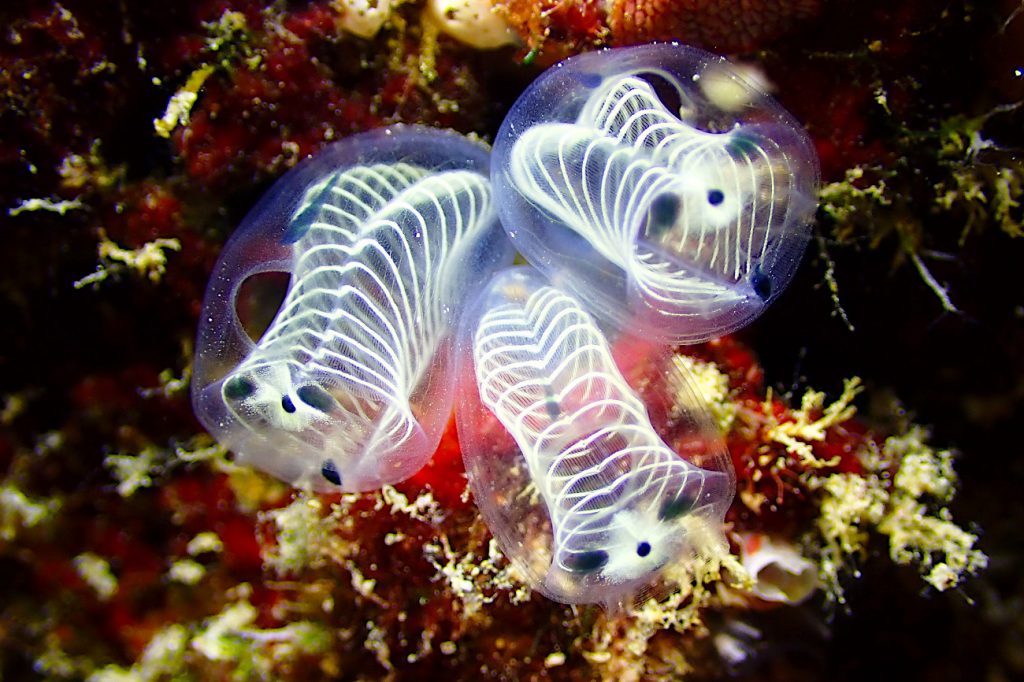 ガイコツパンダホヤ