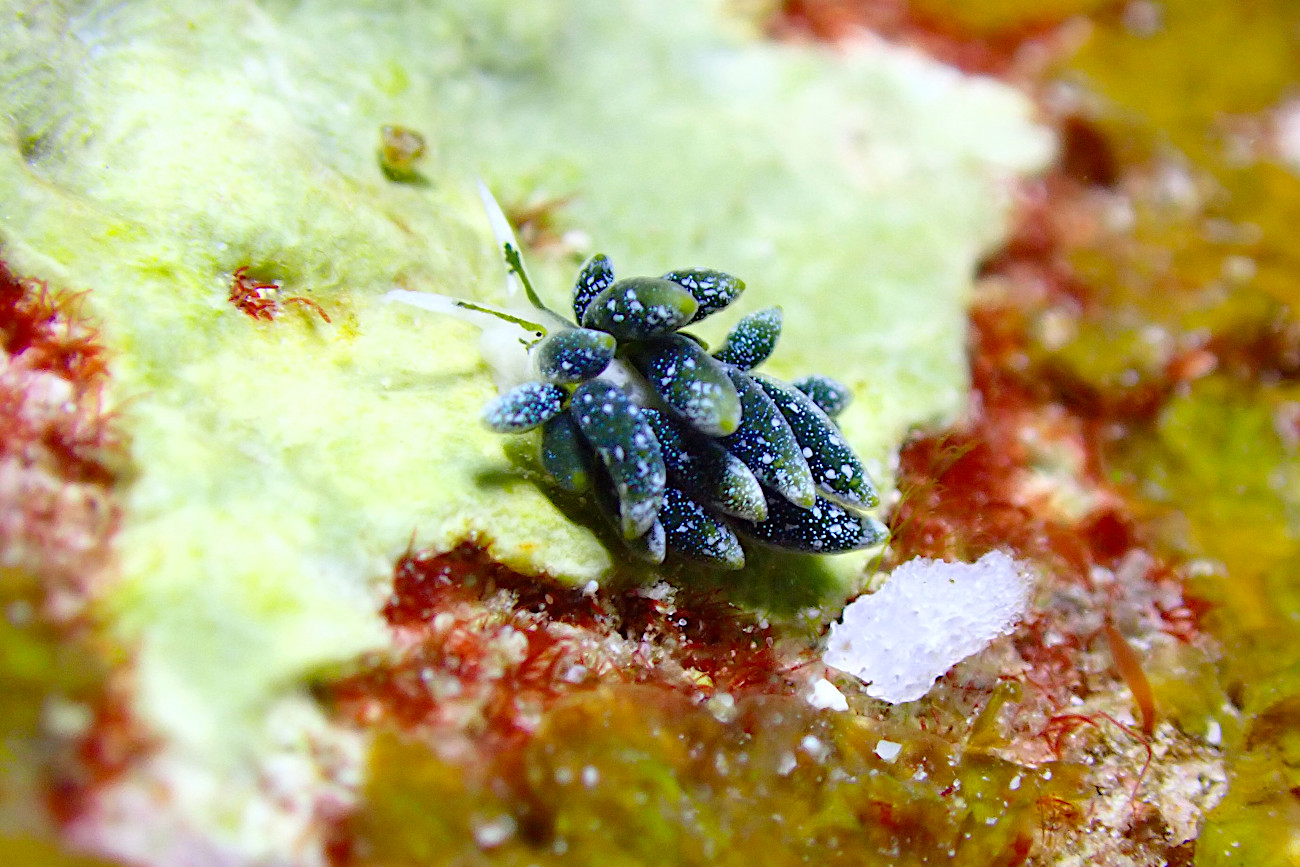 フタスジアオモウミウシ