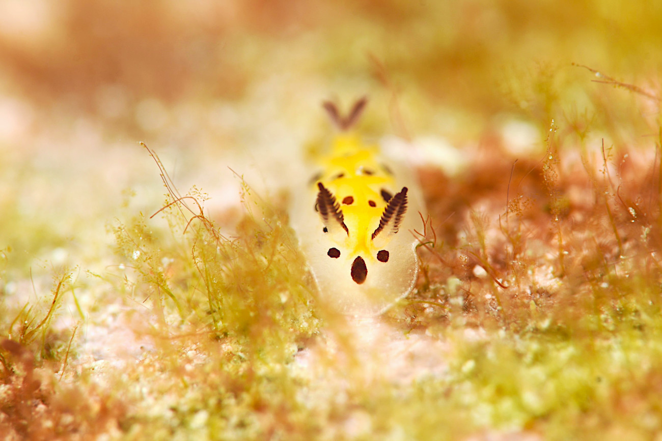 テンテンウミウシ