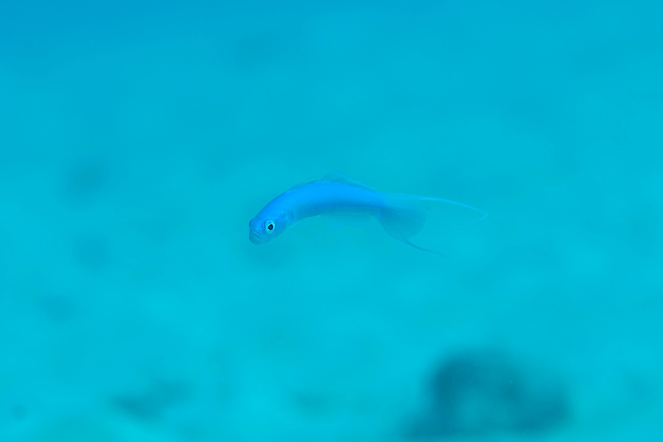 リュウキュウハナハゼ