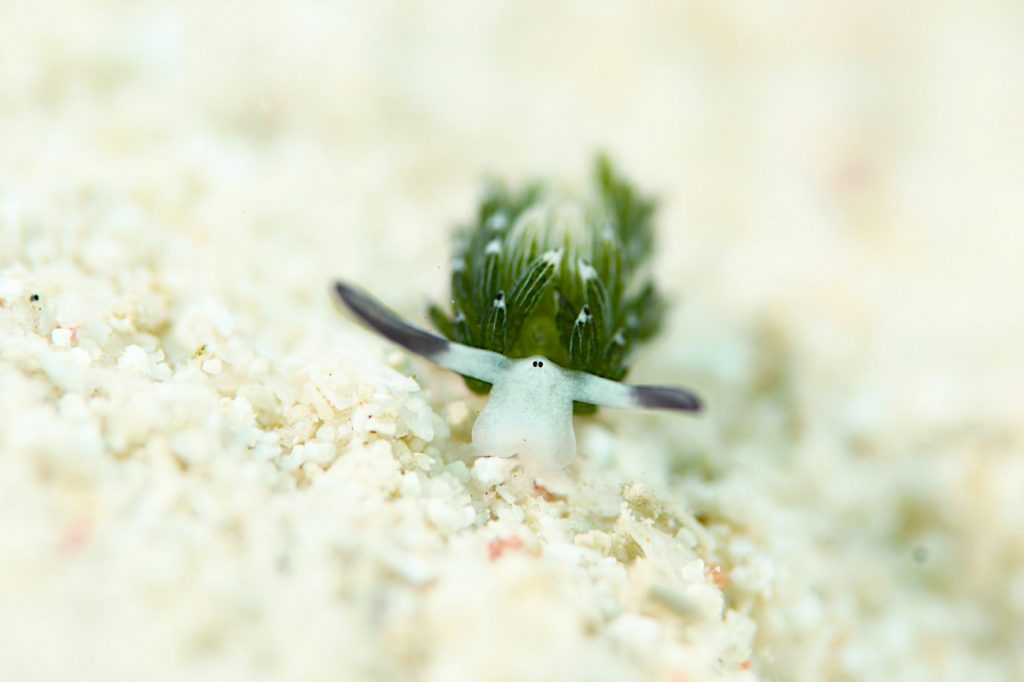 ウサギモウミウシ