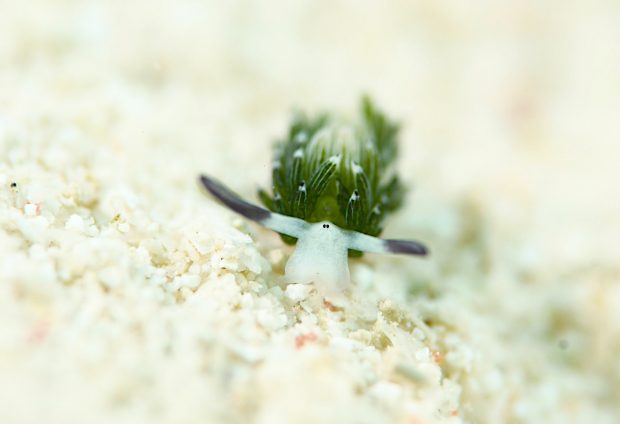 ウサギモウミウシ