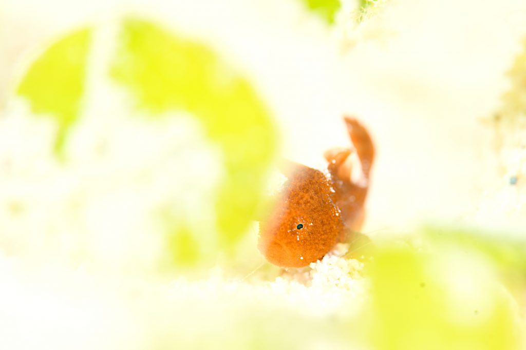 イロカエルアンコウ