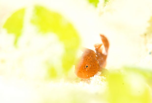 イロカエルアンコウ