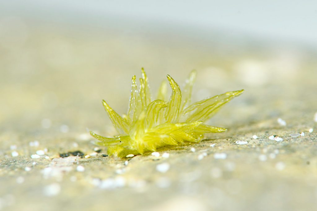 ウスミドリモウミウシ