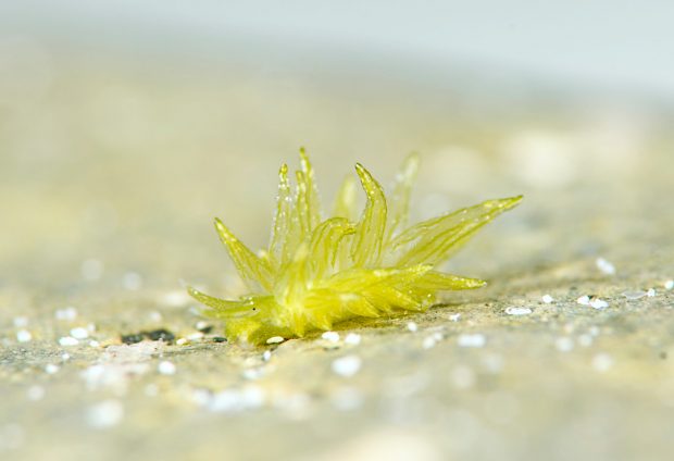 ウスミドリモウミウシ