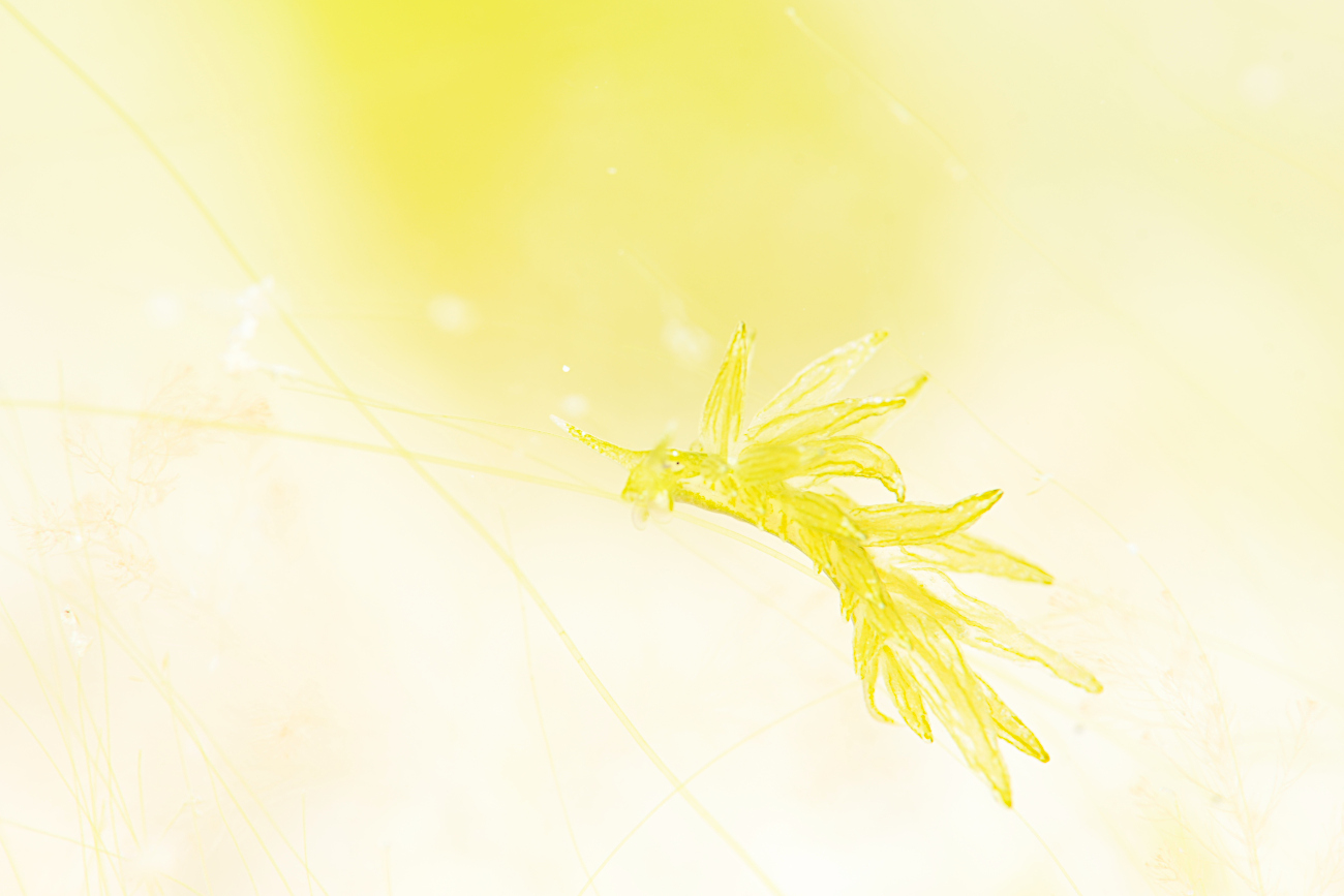 ウスミドリモウミウシ