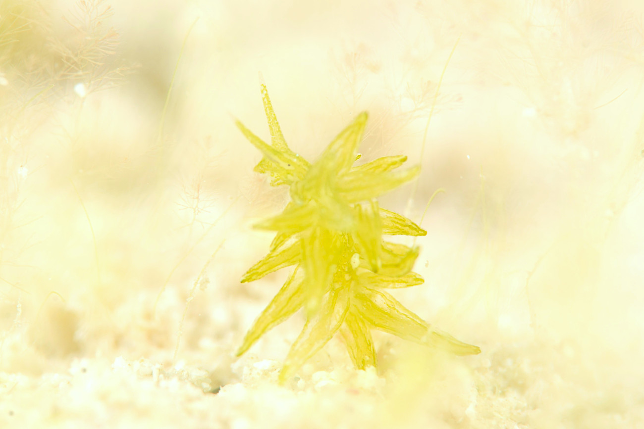 ウスミドリモウミウシ