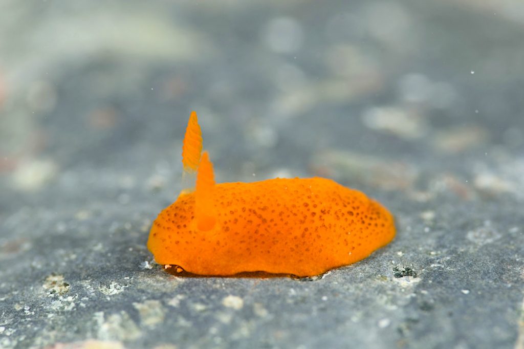 ドーリス科の仲間